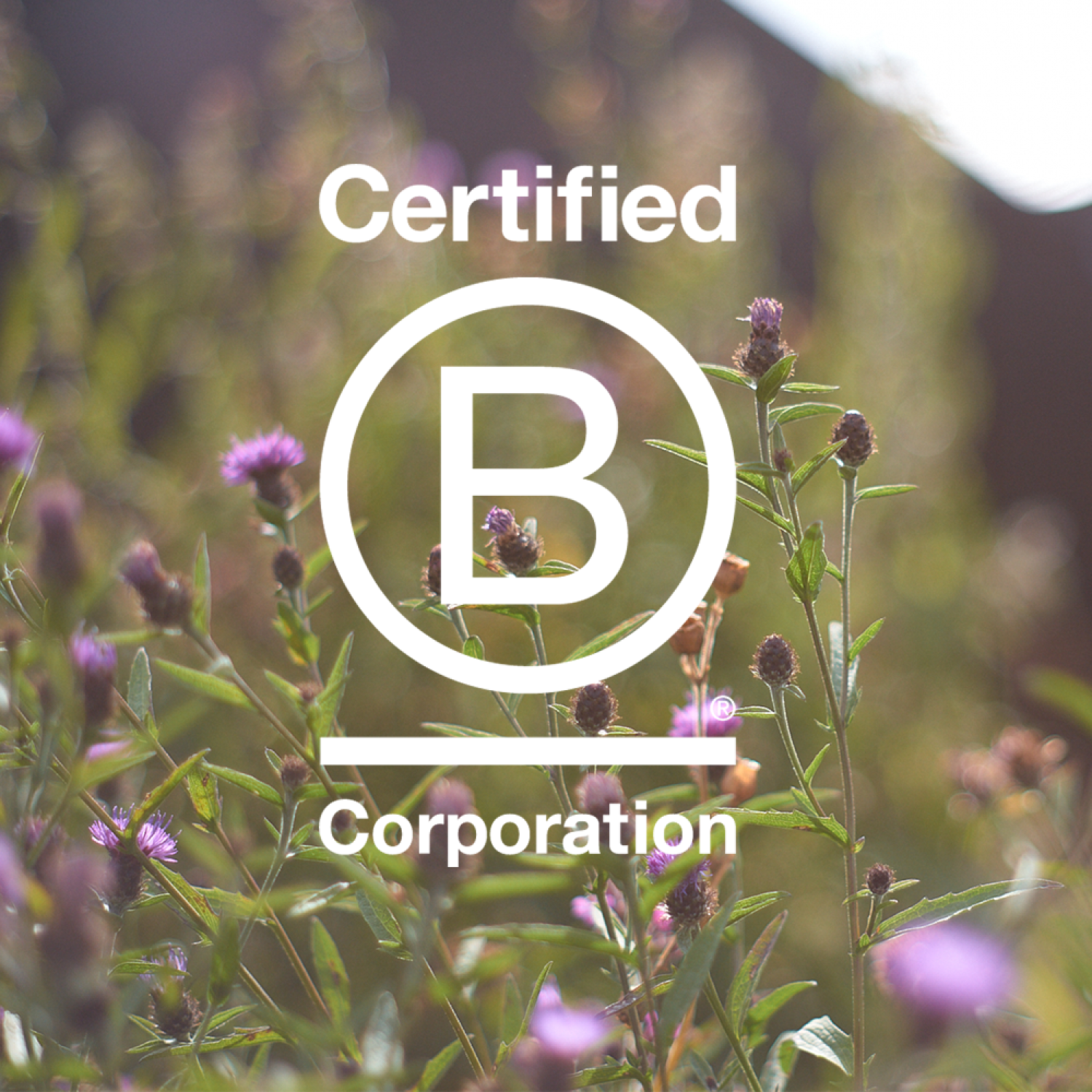 BCorp Instagram